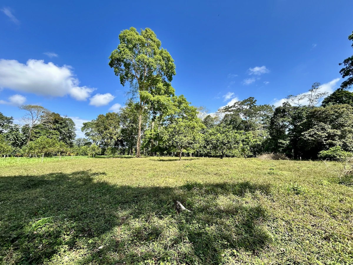 Ideal Osa Peninsula Property for Estate or Homestead - Gallery image 6