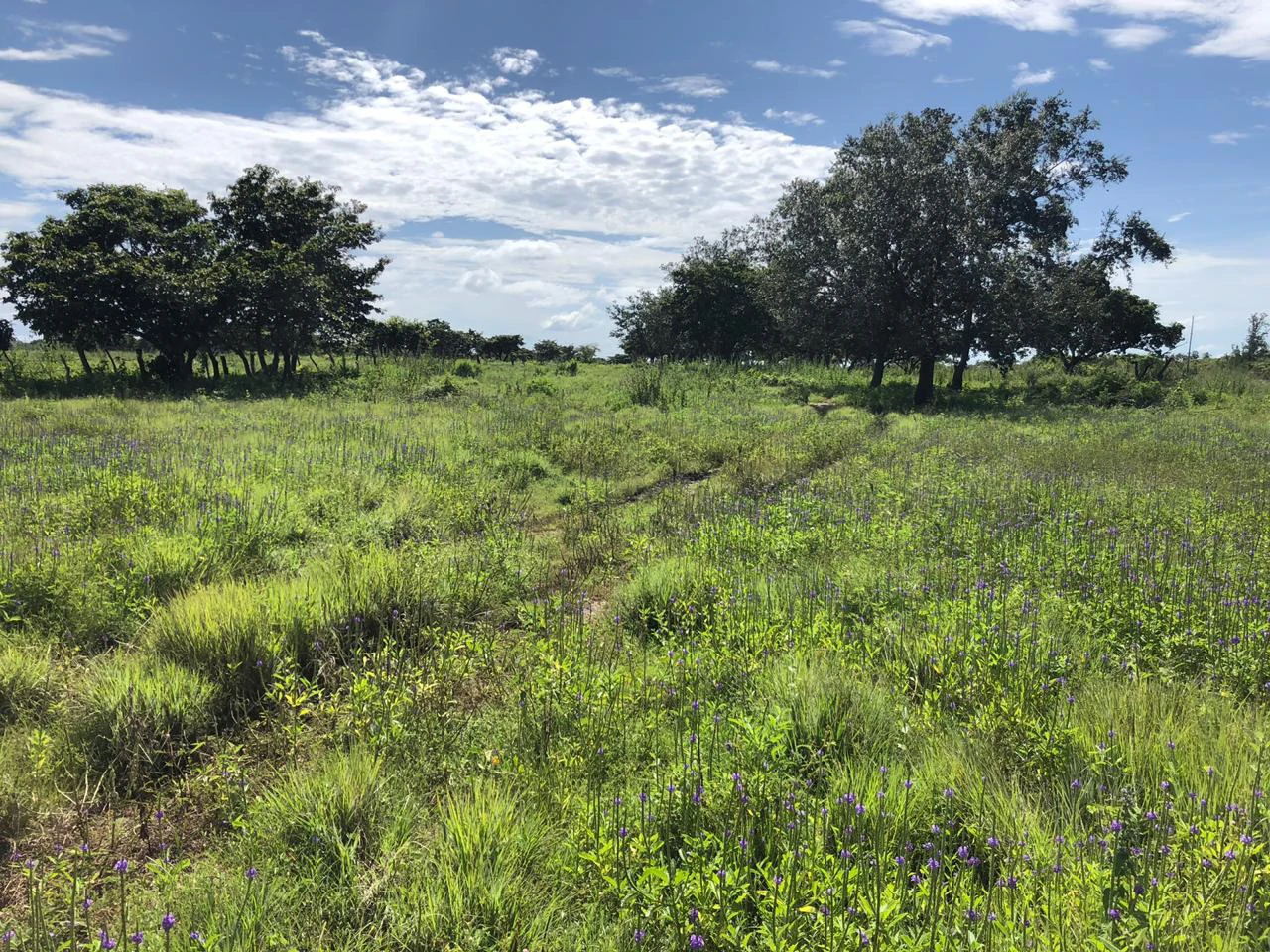 Great investment opportunity, property adjacent to Liberia Airport - Gallery image 8