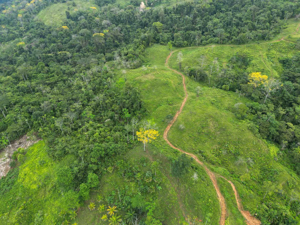 Fire Sale Farm with Ocean View | Piedras Blancas, Osa Peninsula - Gallery image 3
