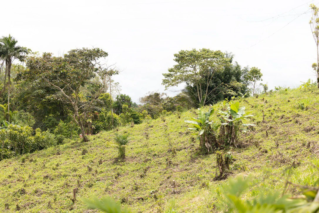 LOVELY 2.8 HECTARE FINCA IN COTO BRUS - Gallery image 9