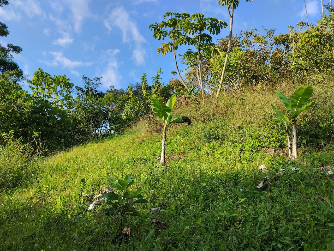 Charming Private Mountaintop home in the perfect climate of San Vito Coto Brus, San Isidro-Perez Zeledon, San Vito, San Jose, Costa Rica - Gallery image 12