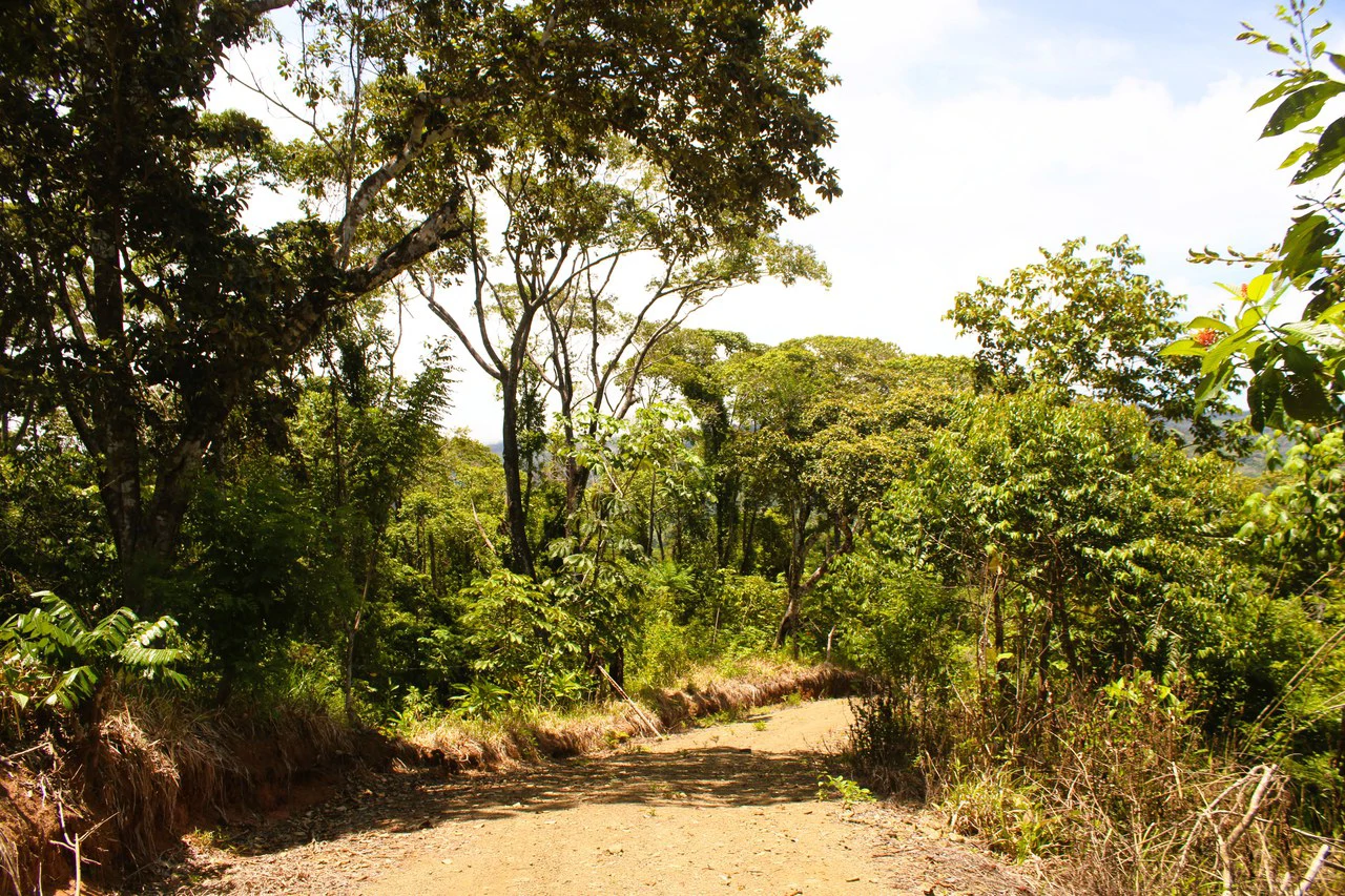 Wildlife Reserve Farm close to Ojochal - photo 12