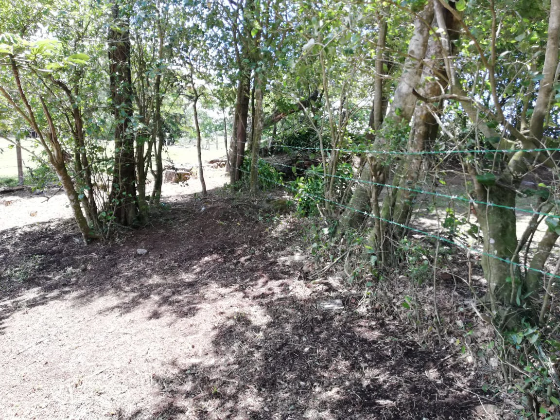 Monteverde Acosta: Countryside and Mountain Home Construction Site For Sale in Santa Elena - Gallery image 6