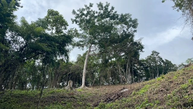 Beautiful Property for Sale in the Mountains of San Juanillo – Prime Land with Building Potential Just 10 Minutes from the Ocean - Gallery image 5