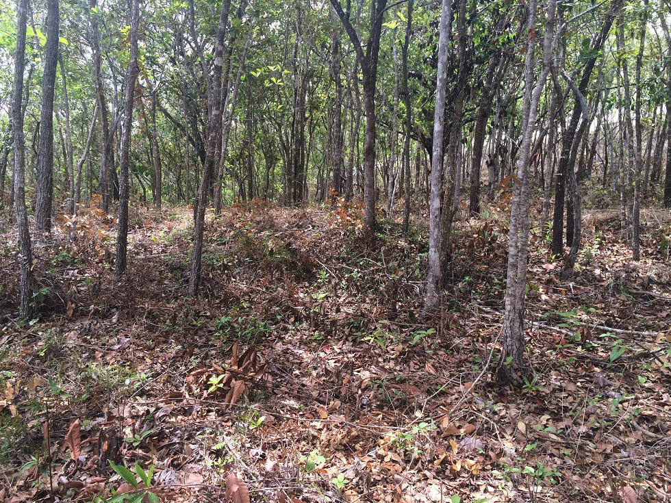 Finca grande: Economic Building property for sale in El Salto, with private access to the surrounding beautiful nature with own river - Gallery image 9