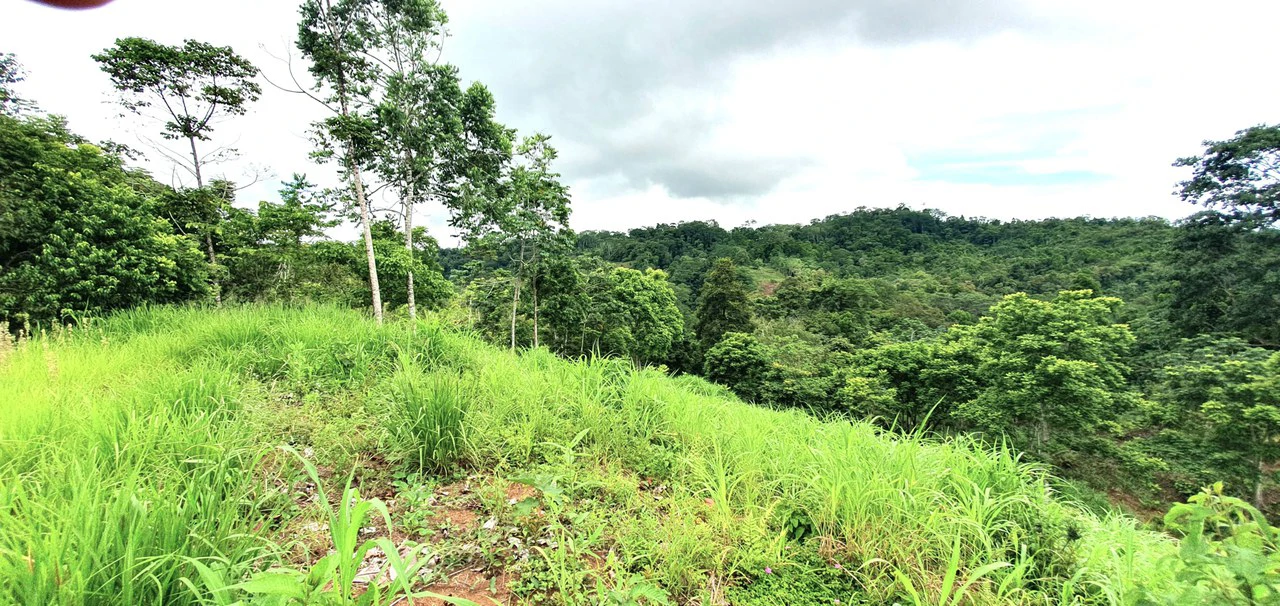 GULF VIEW PROPERTY IN PUERTO JIMENEZ, COSTA RICA - Gallery image 3