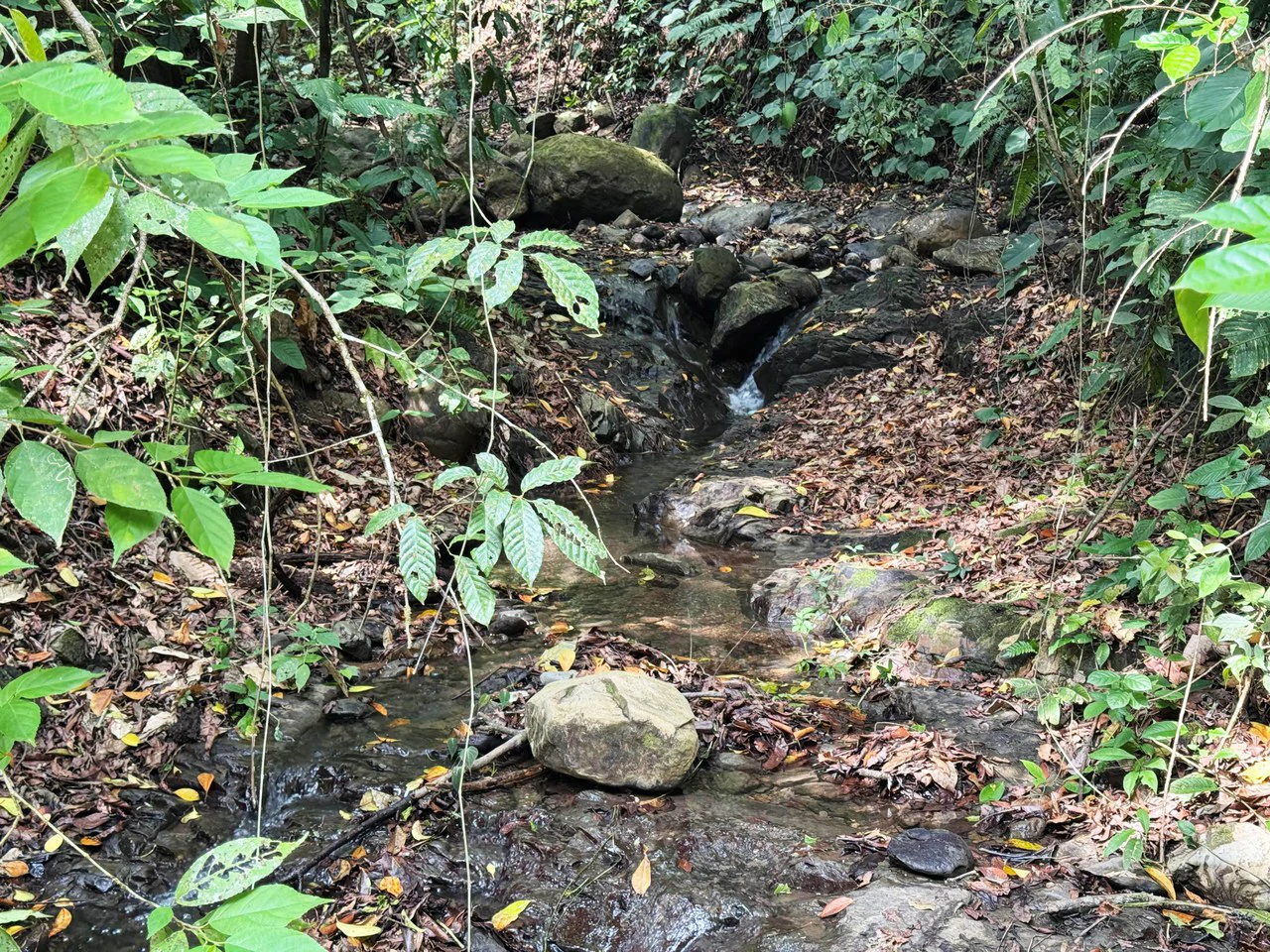 1 Acre Jungle Lot with River in Playa Dominical - Gallery image 11