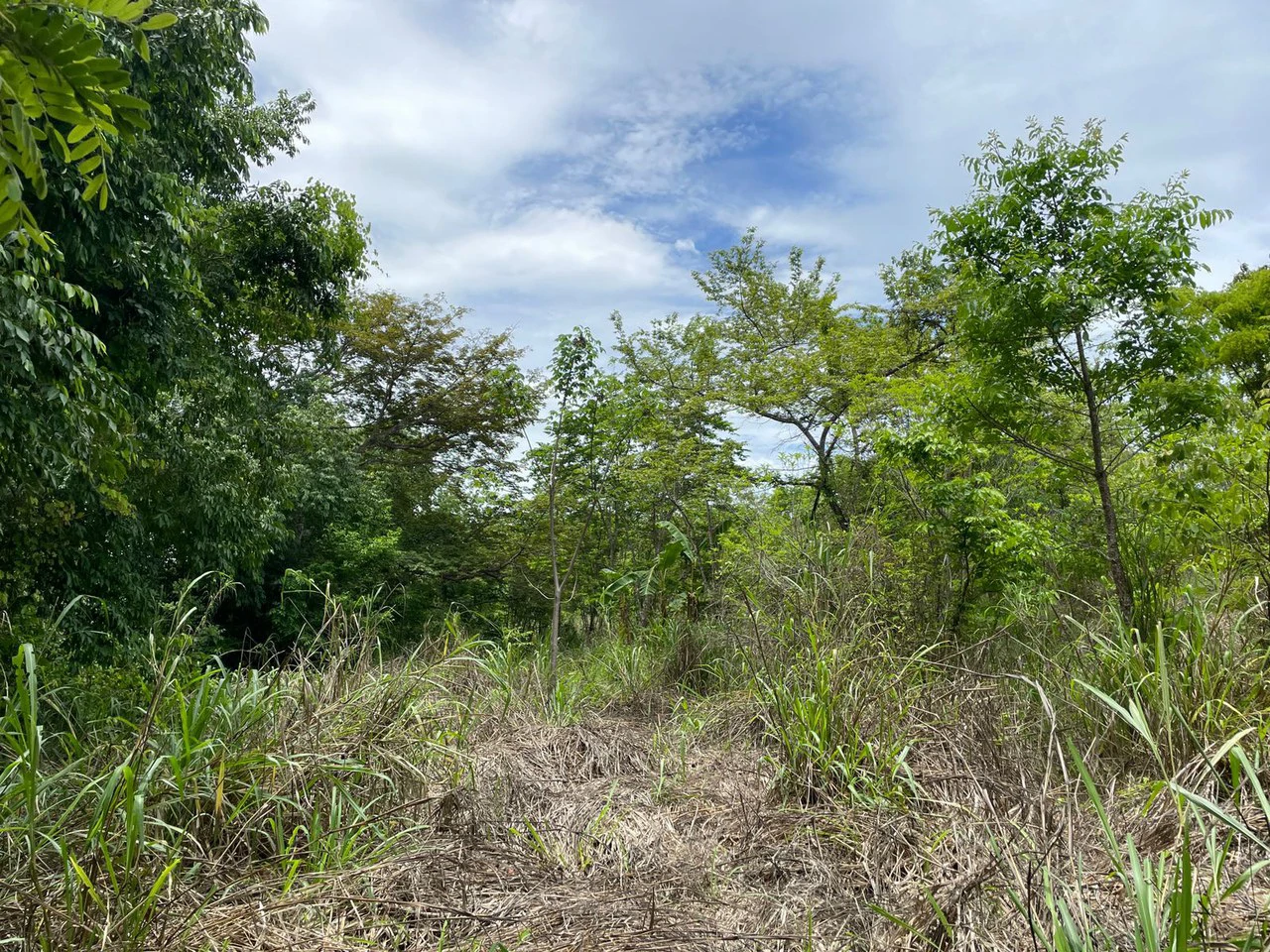Beautiful private Mango farm and river frontage in Irigaray, 15 minutes from Liberia - Gallery image 3