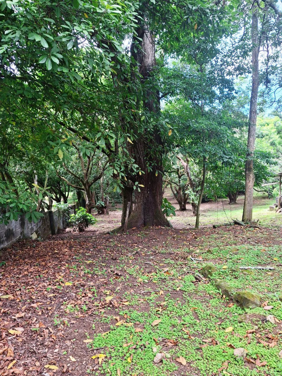 Flat Building Lot: 500 m2 Residential Lot in Atenas - photo 7