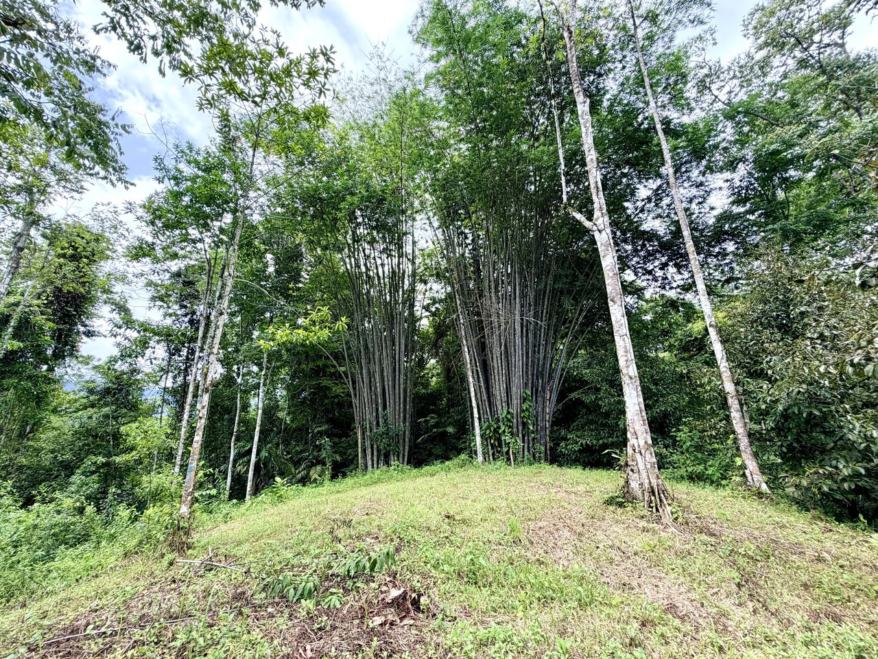 Uvita Development Farm - 40.47 Acres Estate - photo 7