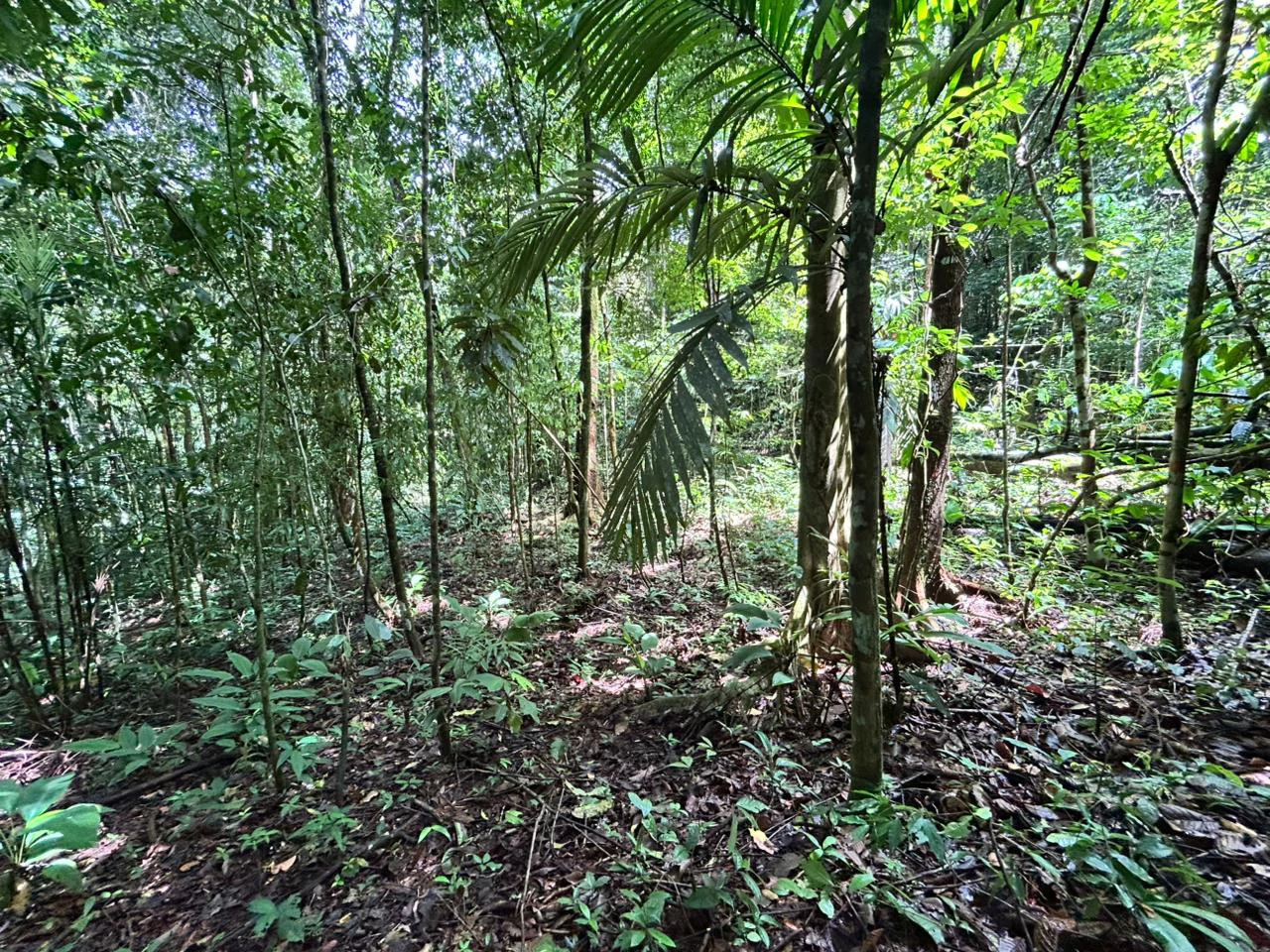 Finca Las Cataratas in Ballena: Mountain Home Construction Site For Sale in Bahía Ballena - Gallery image 10