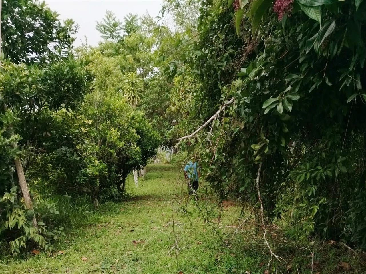 Beautiful Farm in La Guaria with Endless Opportunities! - Gallery image 10