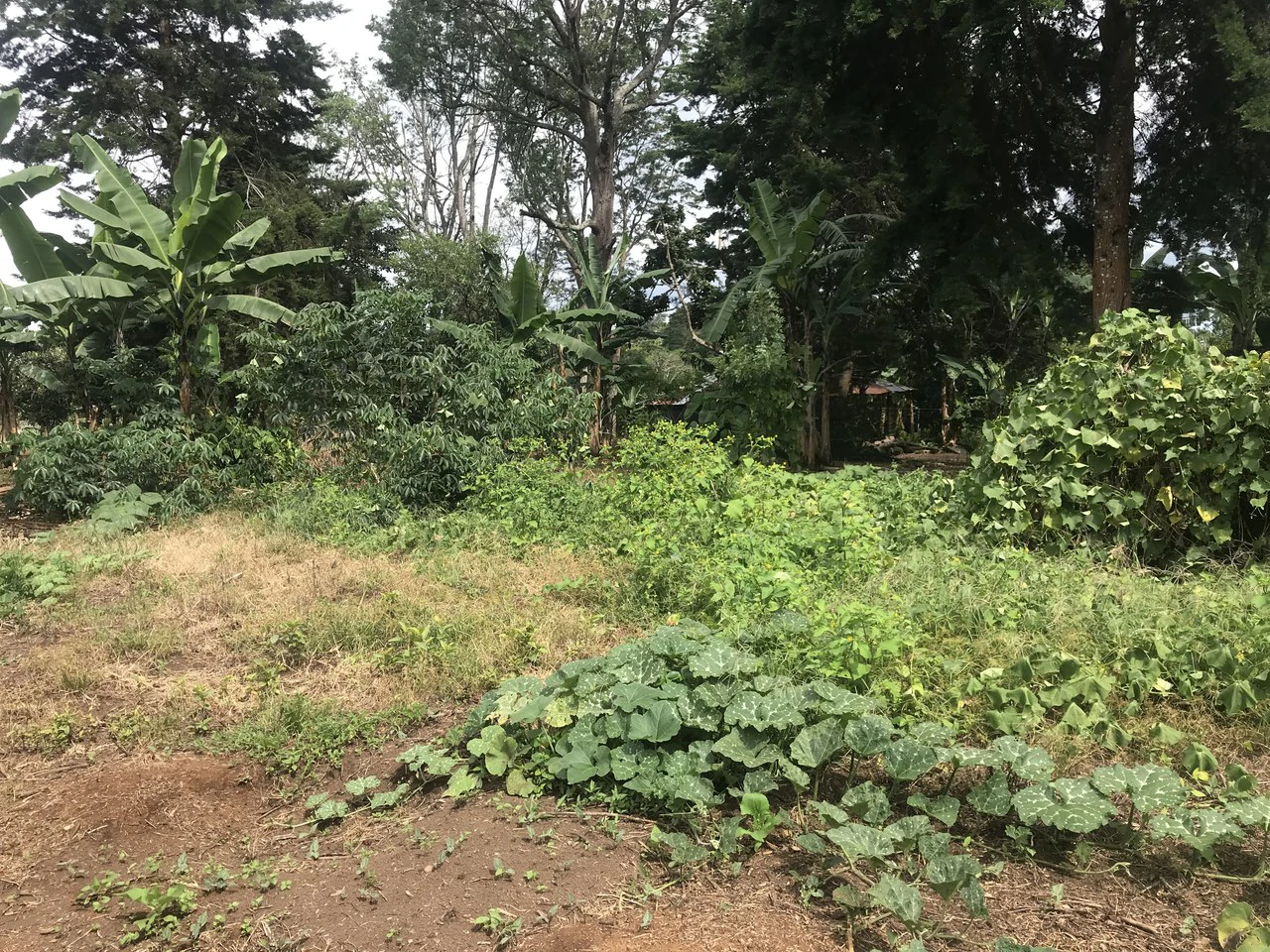 LOTES SAN ISIDRO HEREDIA: BEAUTIFUL LOTS IN SAN ISIDRO  HEREDIA - Gallery image 4