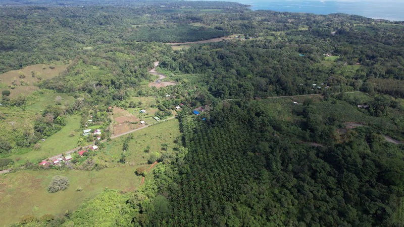 Palm Farm with Ocean View, Ideal for Ecotourism or Residential Development - Gallery image 33