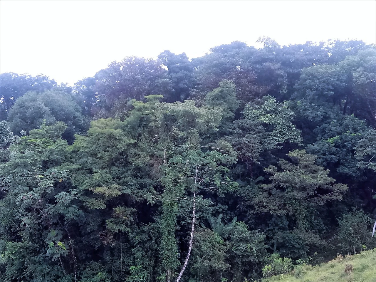 JUNGLE PARADISE: Nature Lovers Dream: 204 acres of Wilderness and a Building Pad - Gallery image 5