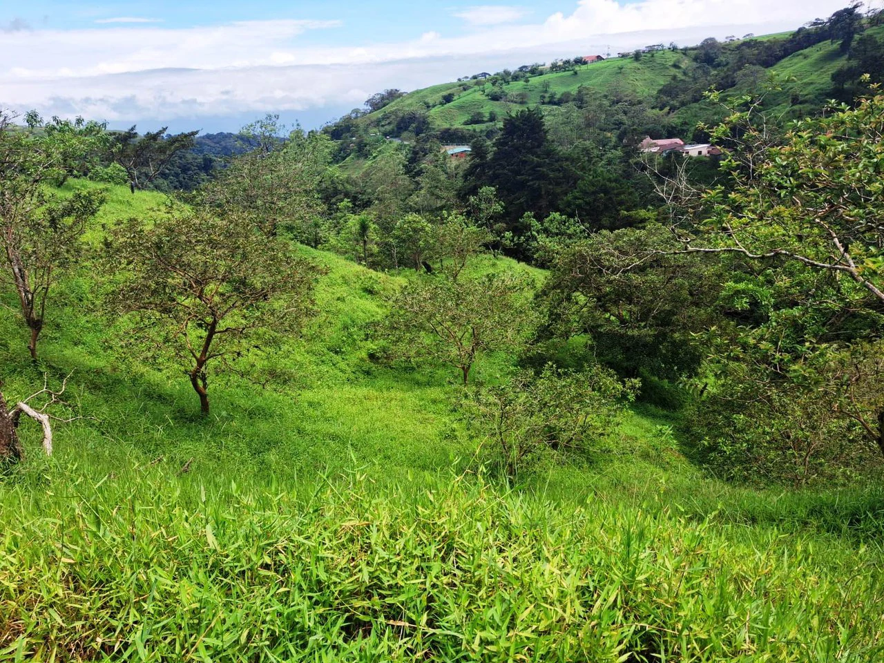 INVESTOR & DEVELOPER ALERT: High-Visibility Investment Property in the Heart of Tourist-Friendly Zarcero - Gallery image 15