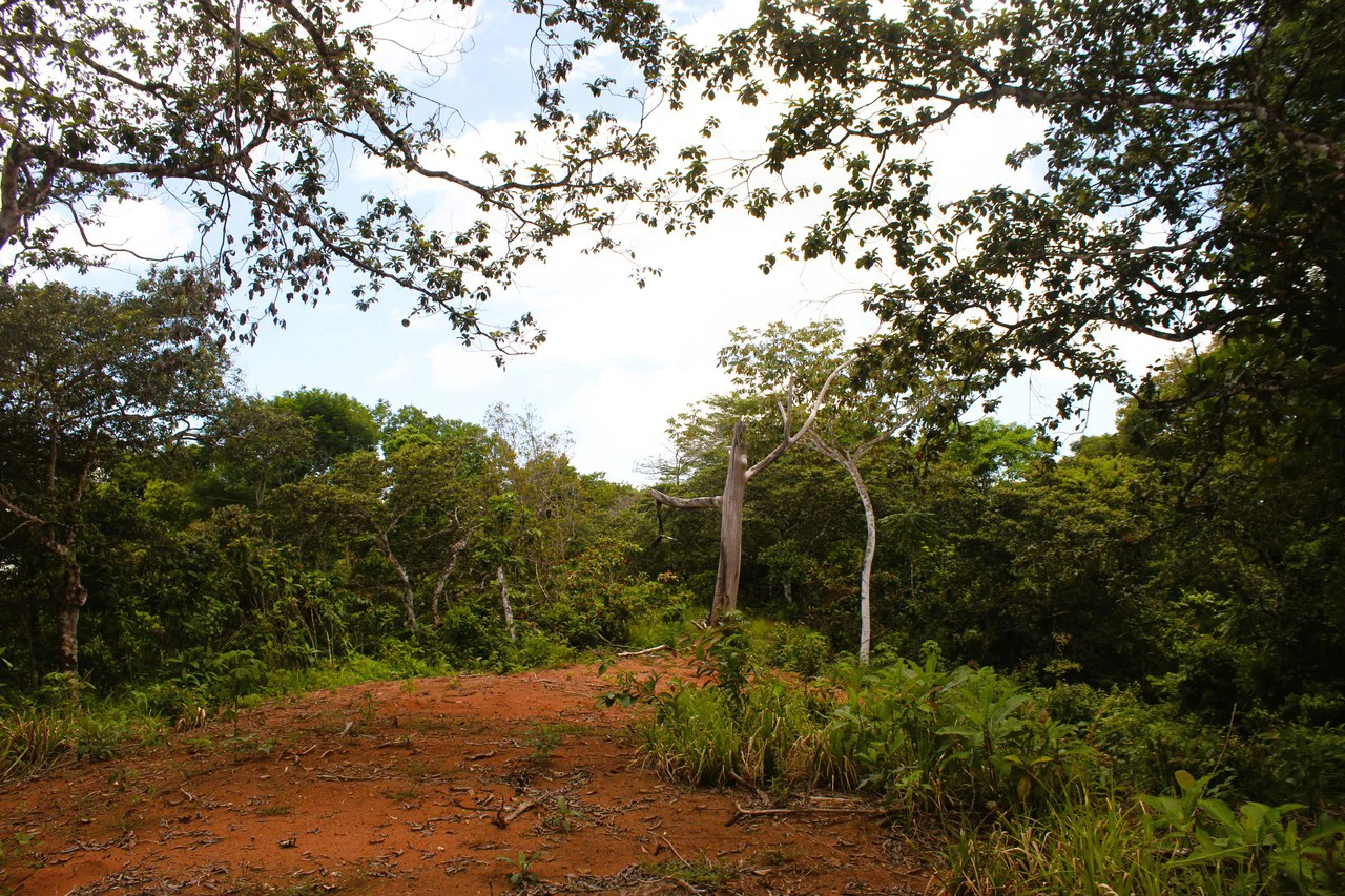 Wildlife Reserve Farm close to Ojochal - photo 6