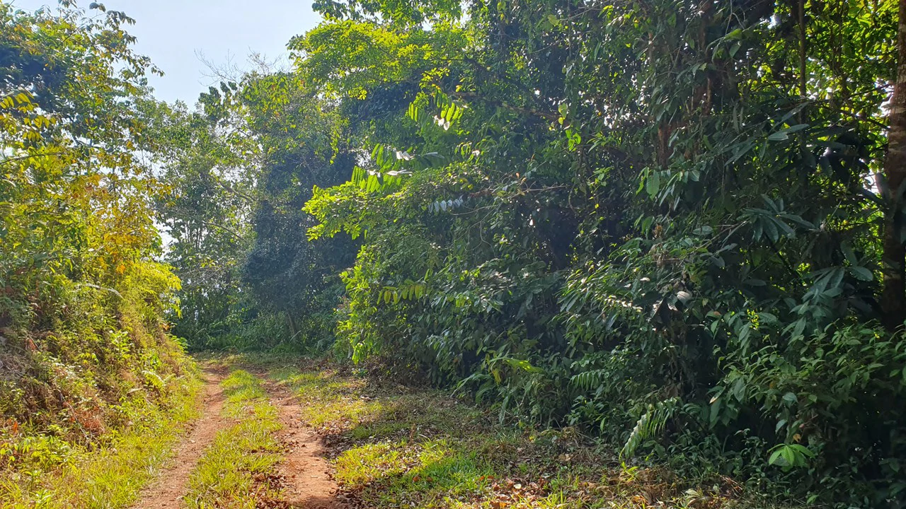 CONSERVATION AND DEVELOPMENT LAND WITH OCEAN VIEW IN SIERPE, COSTA RICA - Gallery image 36
