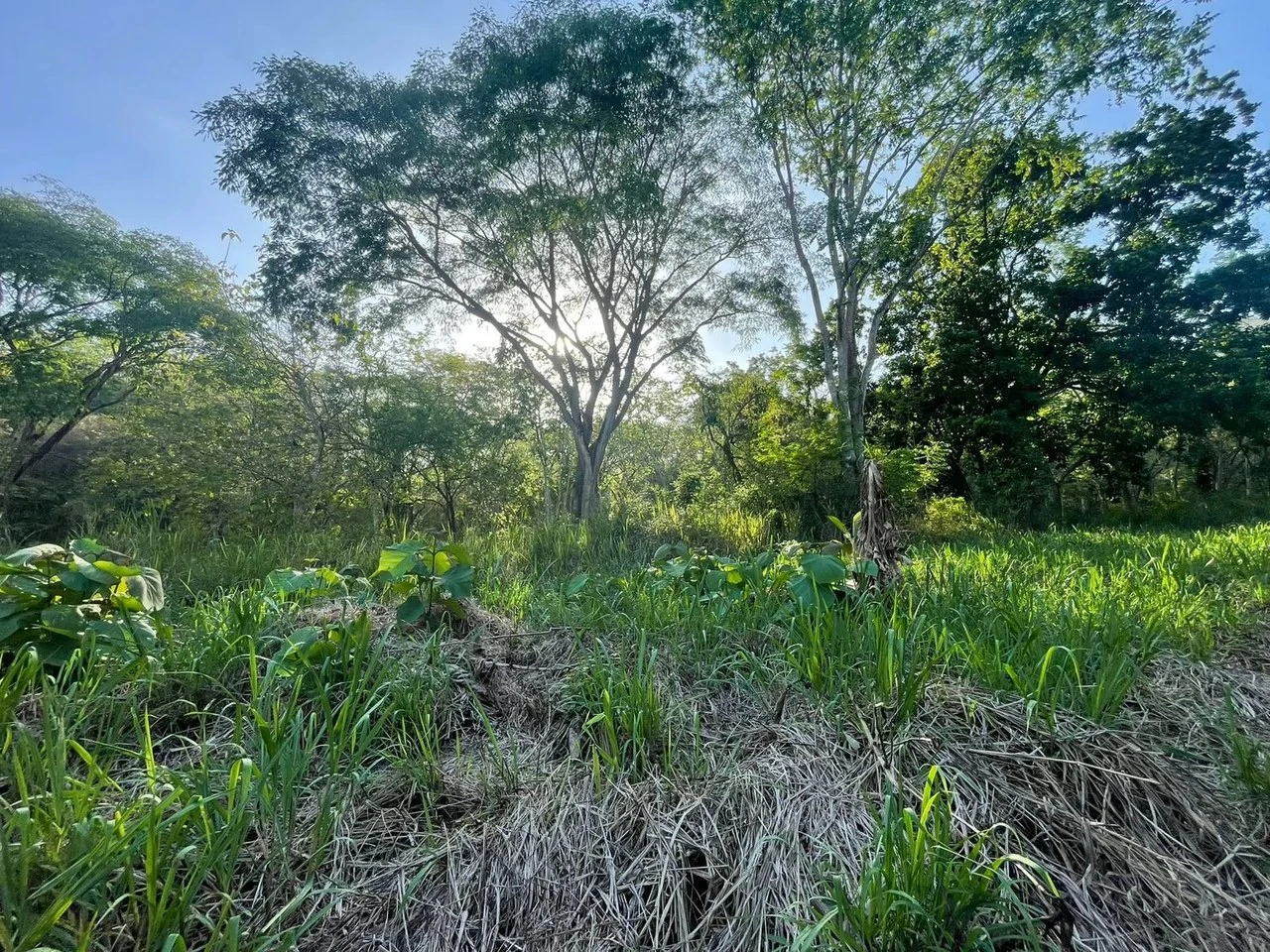 1,000 m² (0.25 acres) BEACHSIDE LOT. $75,000 USD Lot for Sale in Playa Órganos, Costa Rica - Gallery image 4