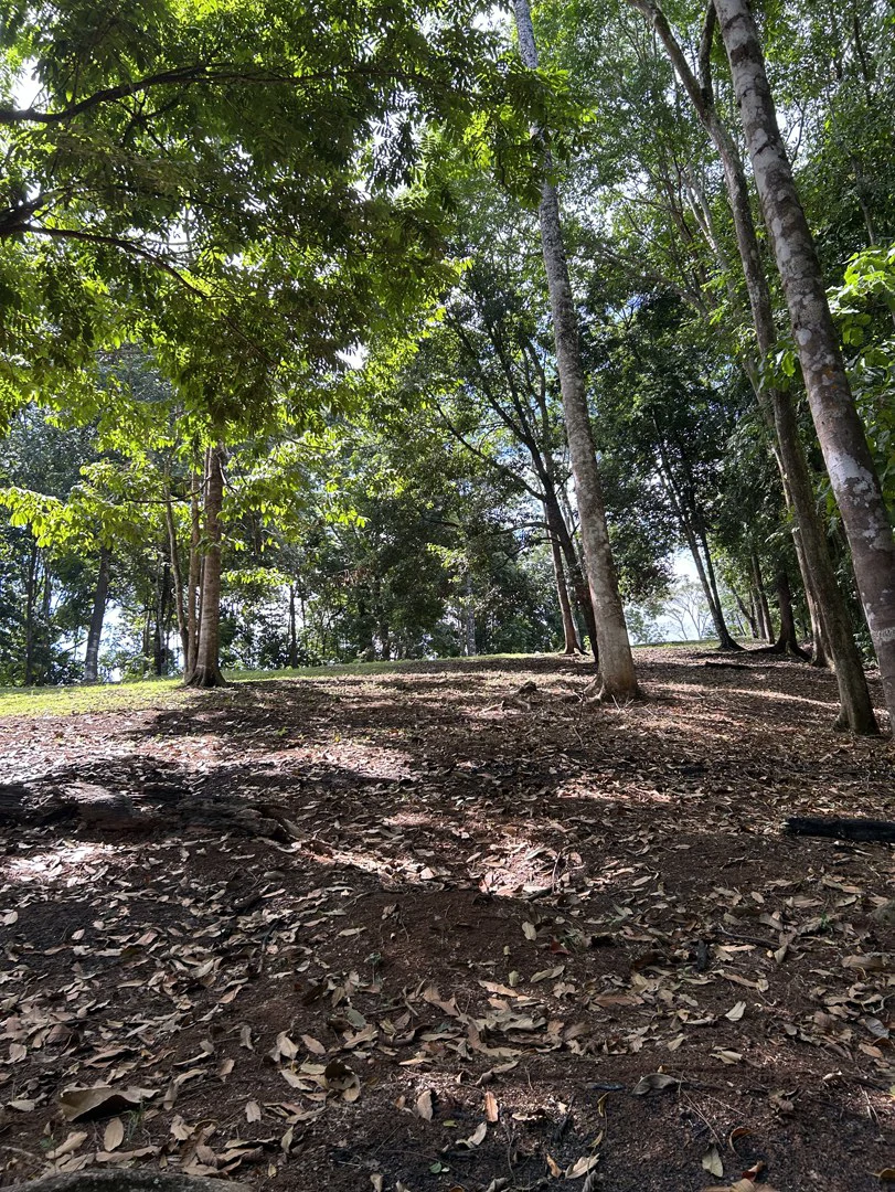 Cabo Matapalo: Jungle View Lot Priced To Sell! - Gallery image 25