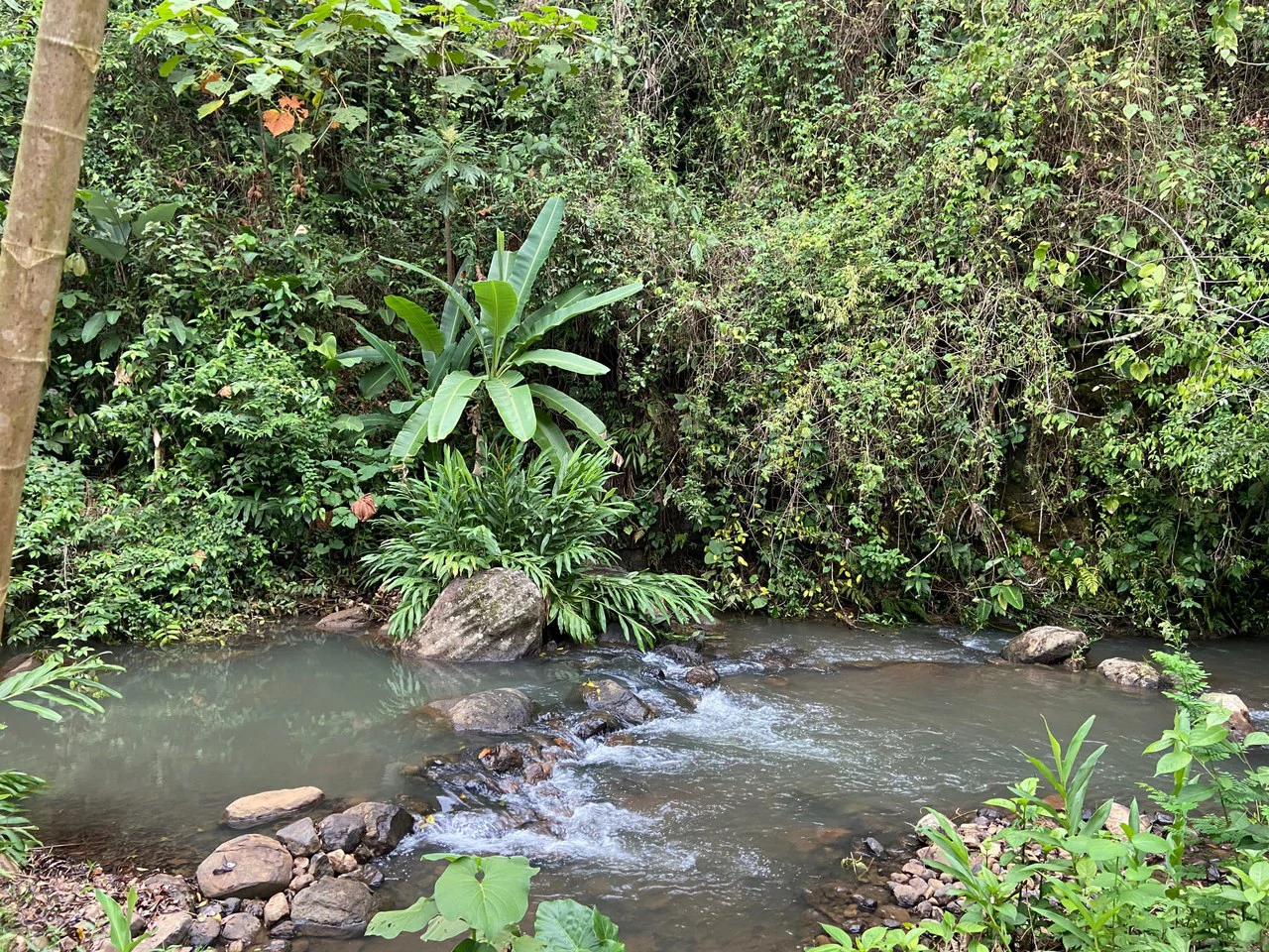 RIO SABALO: Yoga- Wellness-  and Eco Retreat Center - Gallery image 21