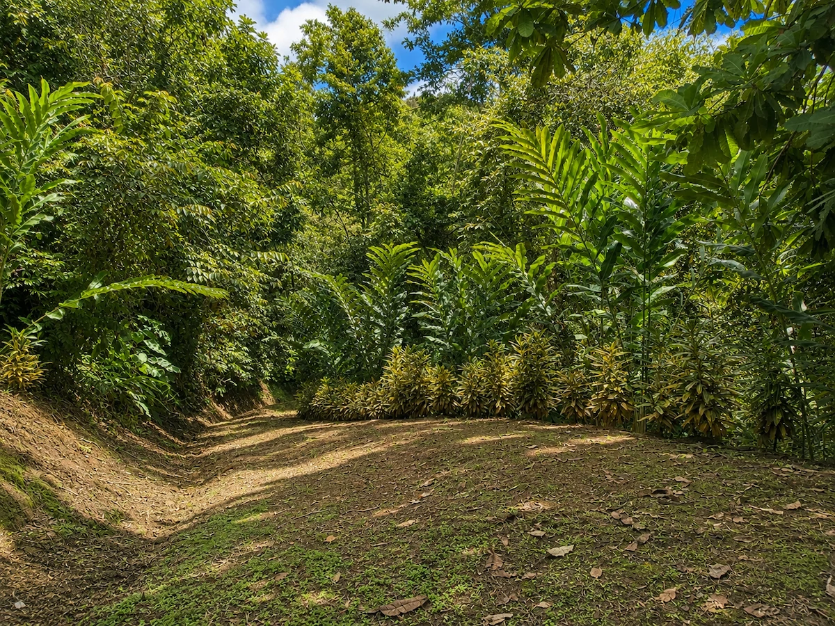 Spectacular Coastal Rainforest Estate Property - Gallery image 8