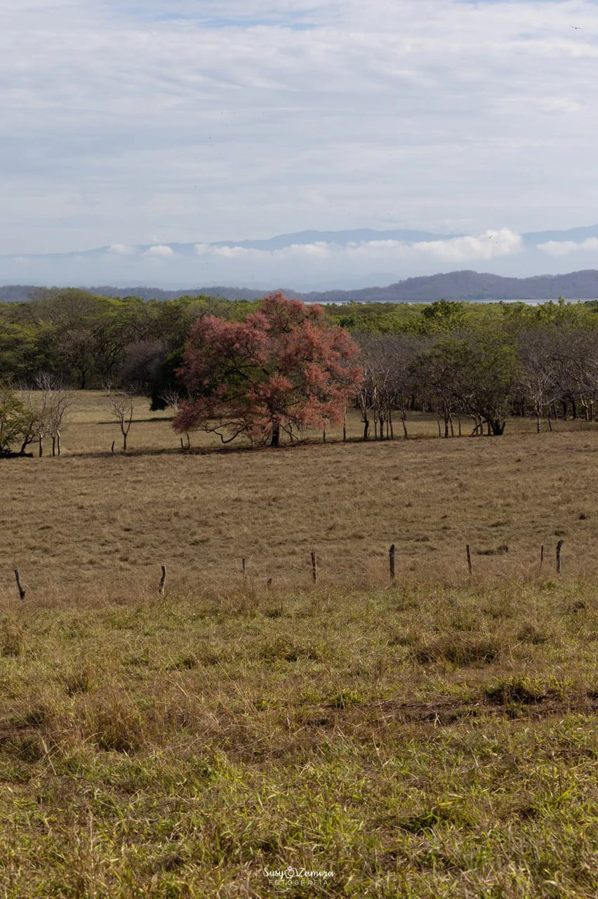 Land for Sale Lepanto Puntarenas overlooking the Gulf Costa Rica - Gallery image 11