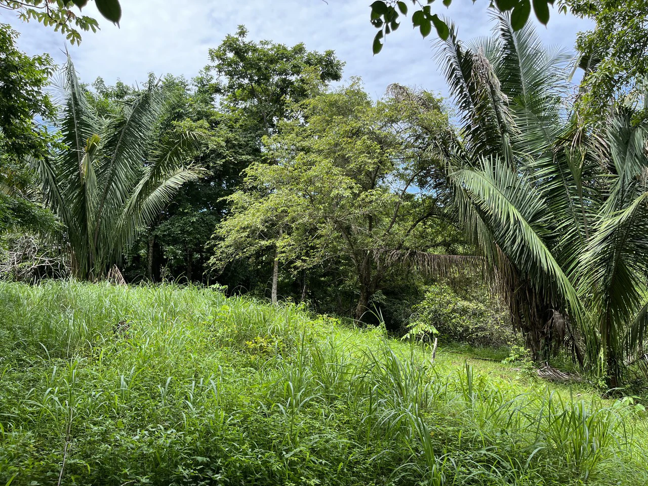 6 Acres Ready for Development in Samara - Gallery image 2