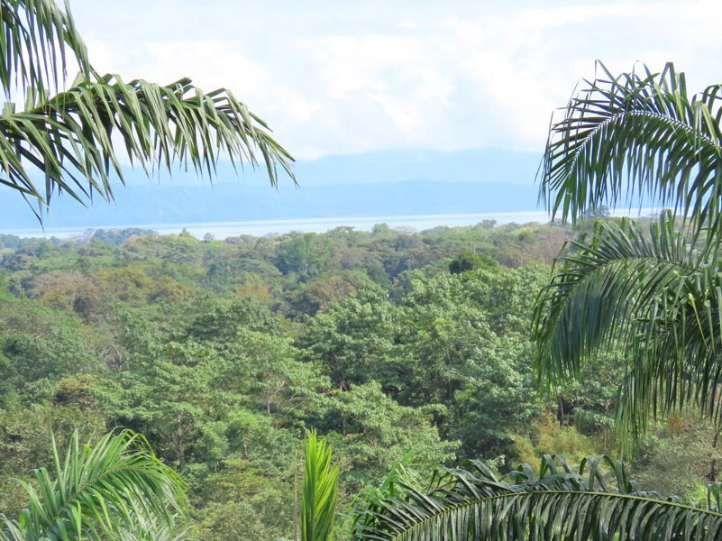Palm Farm with Ocean View, Ideal for Ecotourism or Residential Development - Gallery image 25
