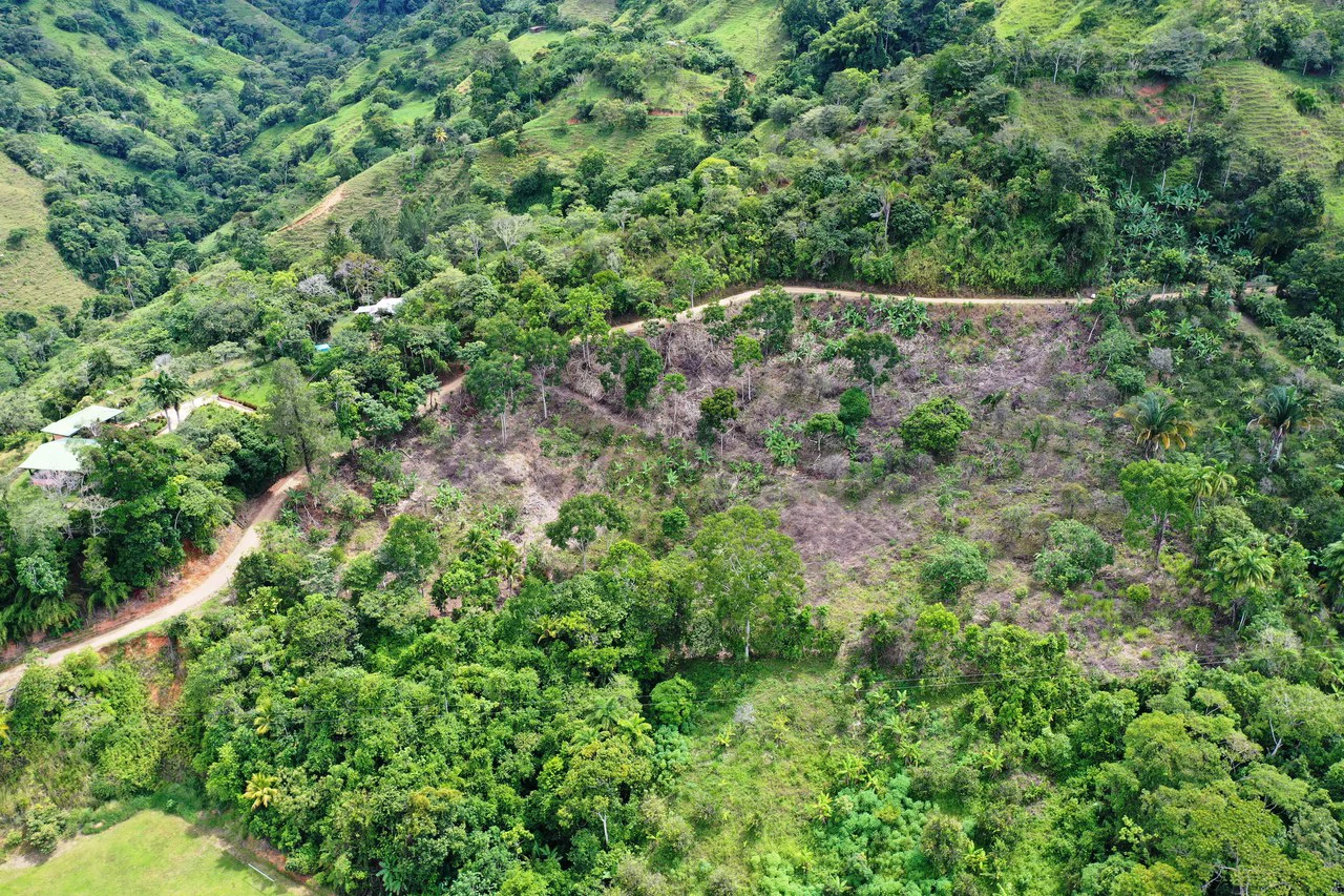 4.6 Acre Tropical Fruit Farm with Elevated Homesite & Valley Views San Isidro - photo 12