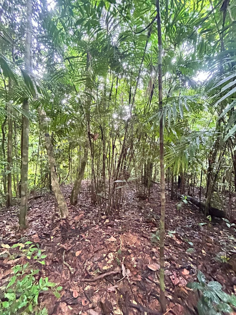 Finca Las Cataratas in Ballena: Mountain Home Construction Site For Sale in Bahía Ballena - Gallery image 29