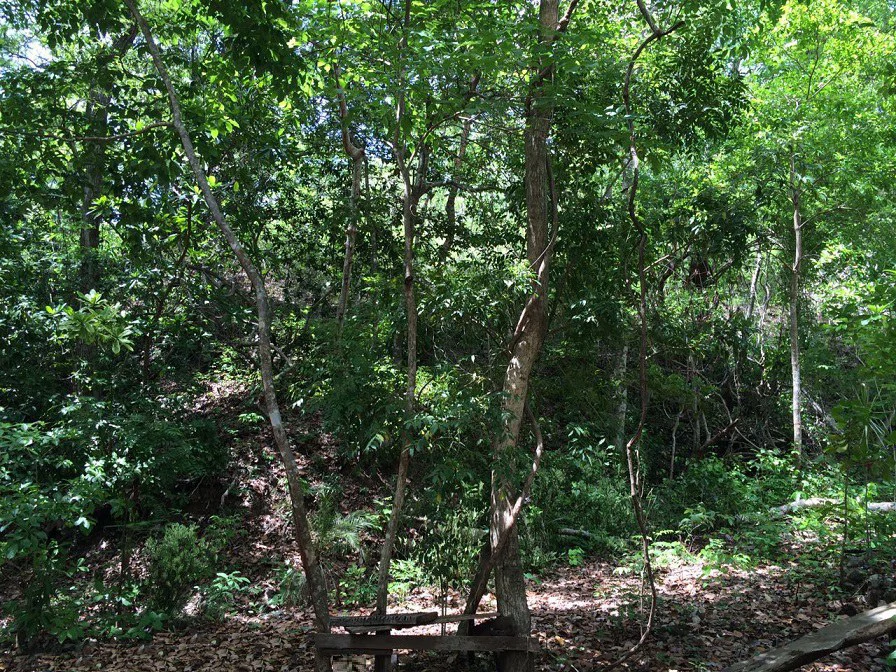 GRAN OPORTUNIDAD: GREAT OPPORTUNITY. Property of 48.3 hectares adjacent to the Hotel Riu - Gallery image 14
