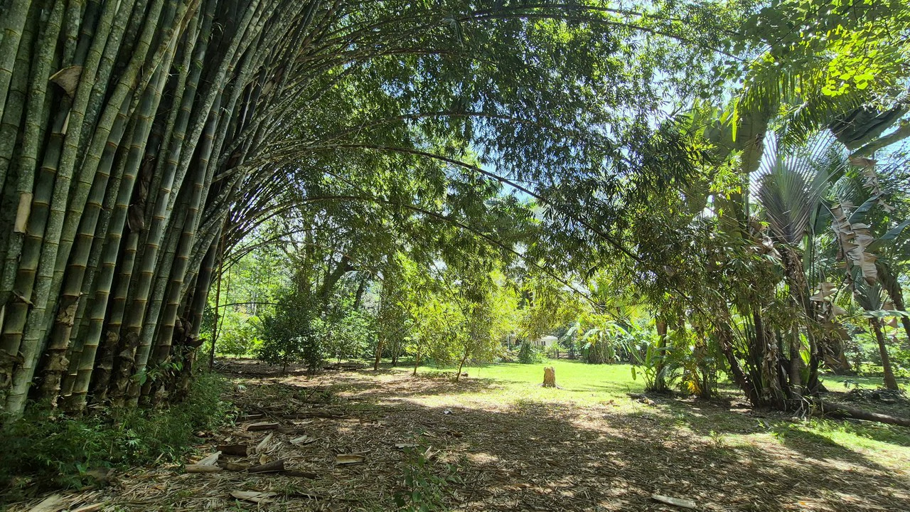 Dream Beachfront Property at Ballena Beach in Uvita, Costa Rica - Gallery image 16