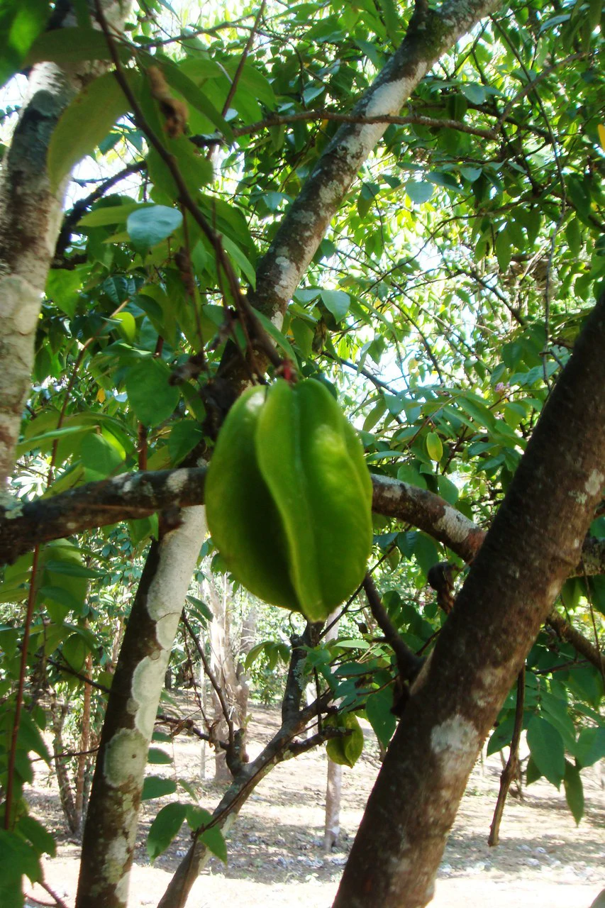 Finca Wellness: Live the Pura Vida Dream – Nature, Privacy & Pacific Beaches - photo 10