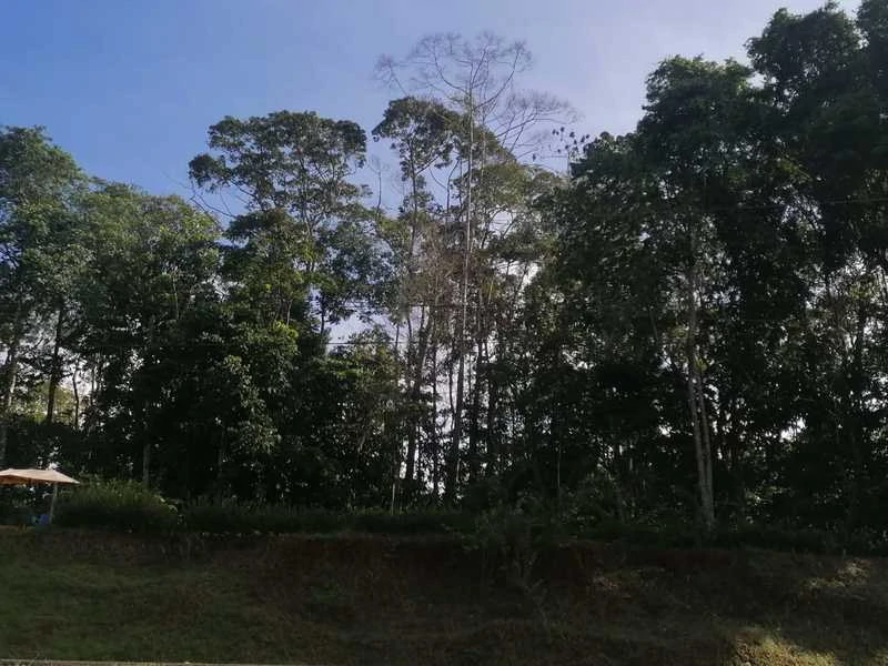 2.47 Acres Property | Mountain Top Ocean View lot in Bahía Chal - Gallery image 22