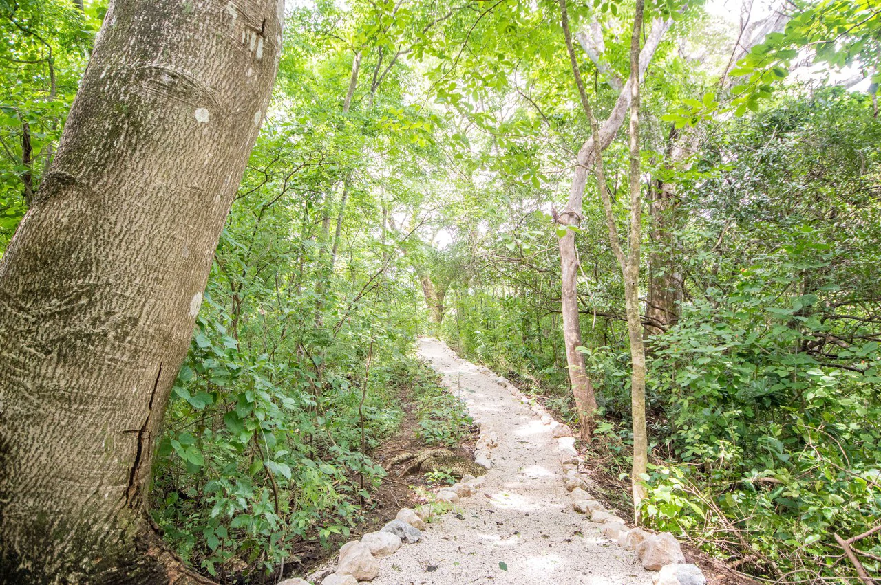 Finca del Cusuco: Hills of Buena Vista - Gallery image 4