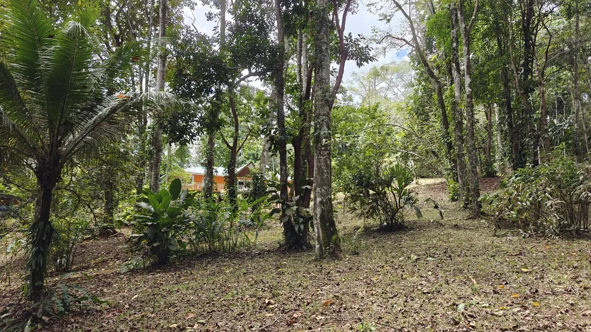 ID 1055: Elevated Jungle Residence on Expansive Riverfront Jungle Land - Gallery image 19