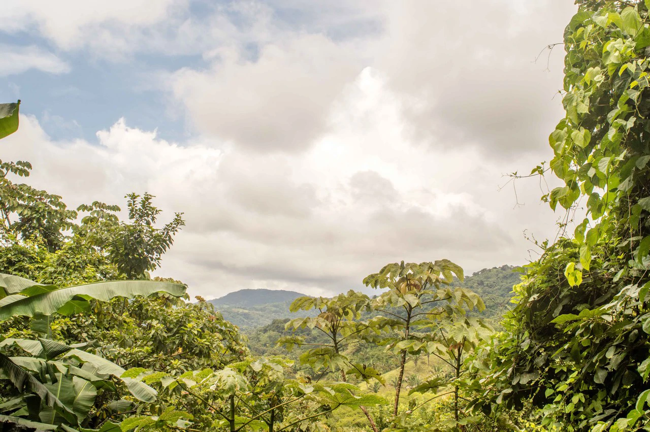 Finca del Cusuco: Hills of Buena Vista - Gallery image 8