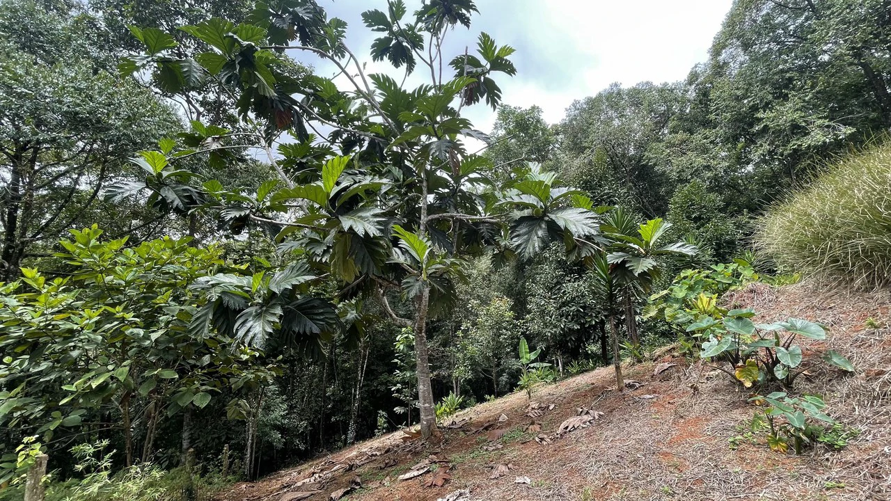 HALF ACRE LOT IN PLATANILLO, MINUTES TO THE BEACH OF DOMINICAL - Gallery image 6