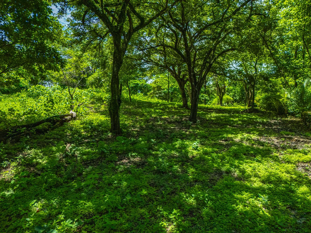 Tierra Pacifica #22: 1.5 Acre Homesite with Water Meter - Gallery image 15
