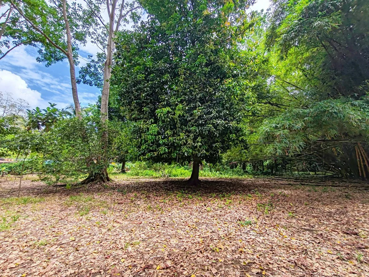 ID 1044: Build Ready Land Between Cahuita National Park and Puerto Viejo - Gallery image 4