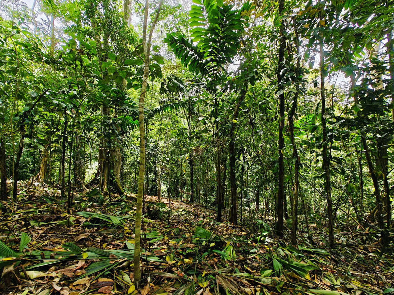 8001 sqm of  Off-Grid Raw Jungle land in Gated Community near Punta Uva - Gallery image 6