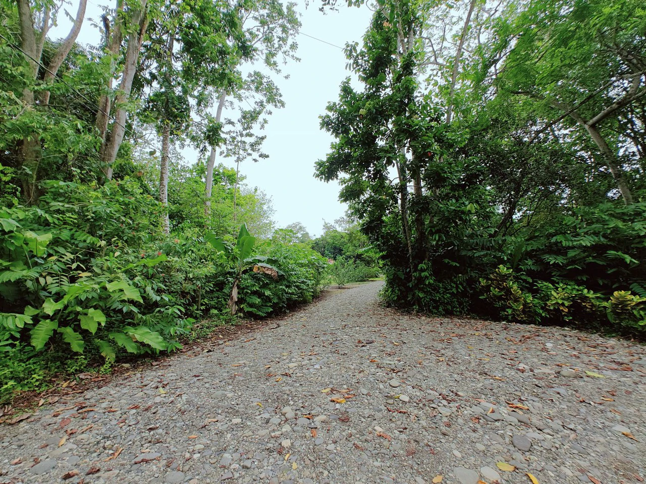 ID 751: Turn-Key Villa with Proven Income Near Cahuita National Park – Main House, Casita, and Stunning Pool on Over Half an Acre - Gallery image 47