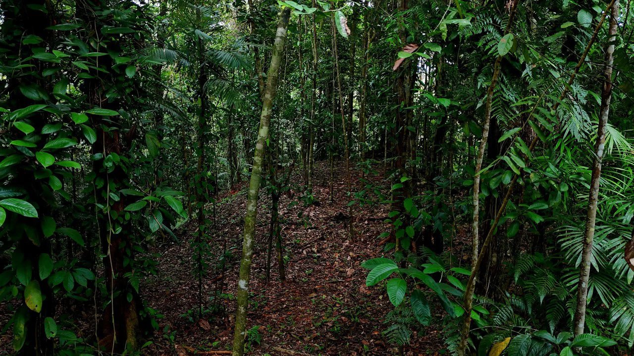 3.75-Acre Jungle Lot with Creek in Ventanas de Osa, Puntarenas - Gallery image 10