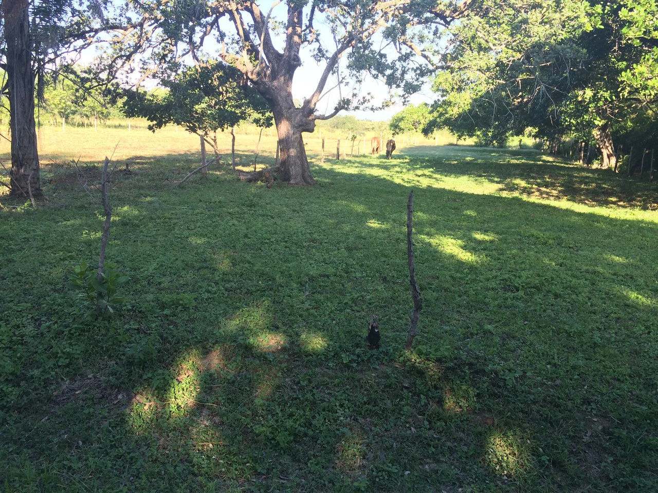 Precioso lote en Barrio La Cruz, Liberia: Building Lot for Sale in La Cruz – Flat Land Surrounded by Nature in a Peaceful Neighborhood