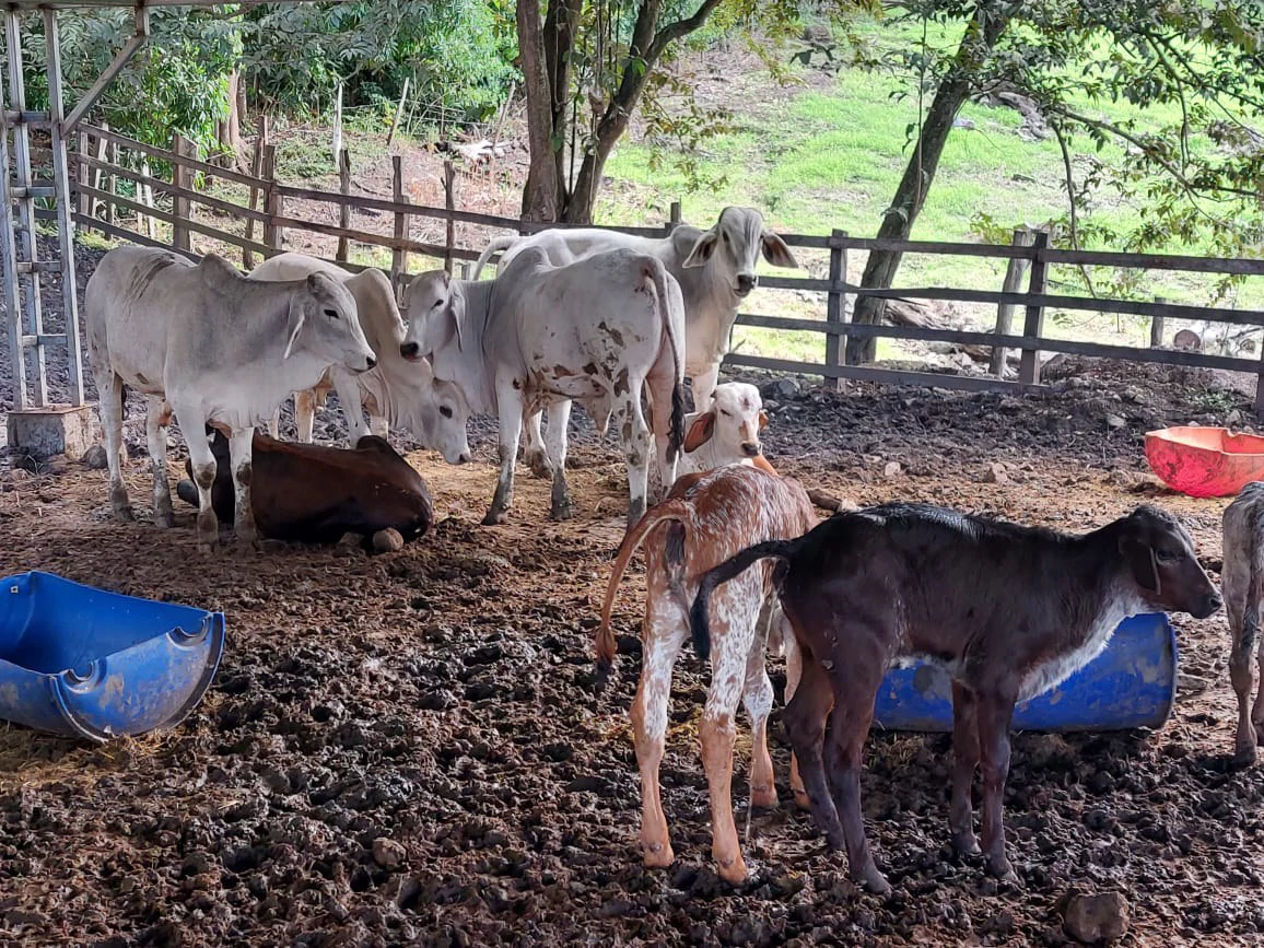 HACIENDA LOMBARDIA : Fully Operating Livestock Business - Gallery image 19