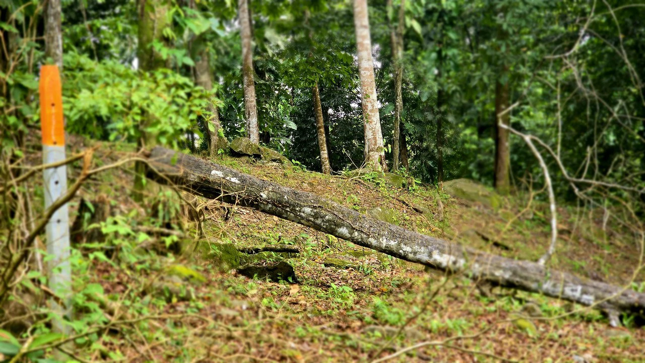Near the Coast Home Construction Site For Sale in Uvita - photo 3