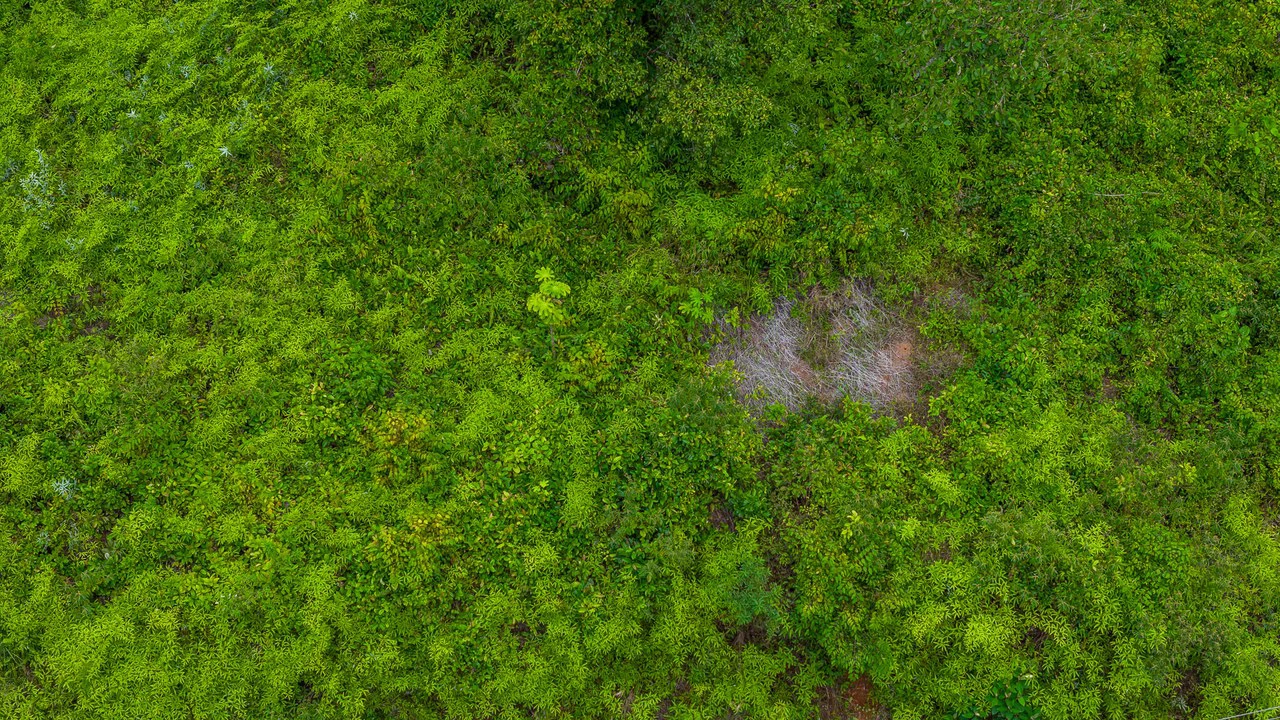 Costa Rican Gem with Conservation Potential: Preserve 26 Acres of Pristine Land - Gallery image 17