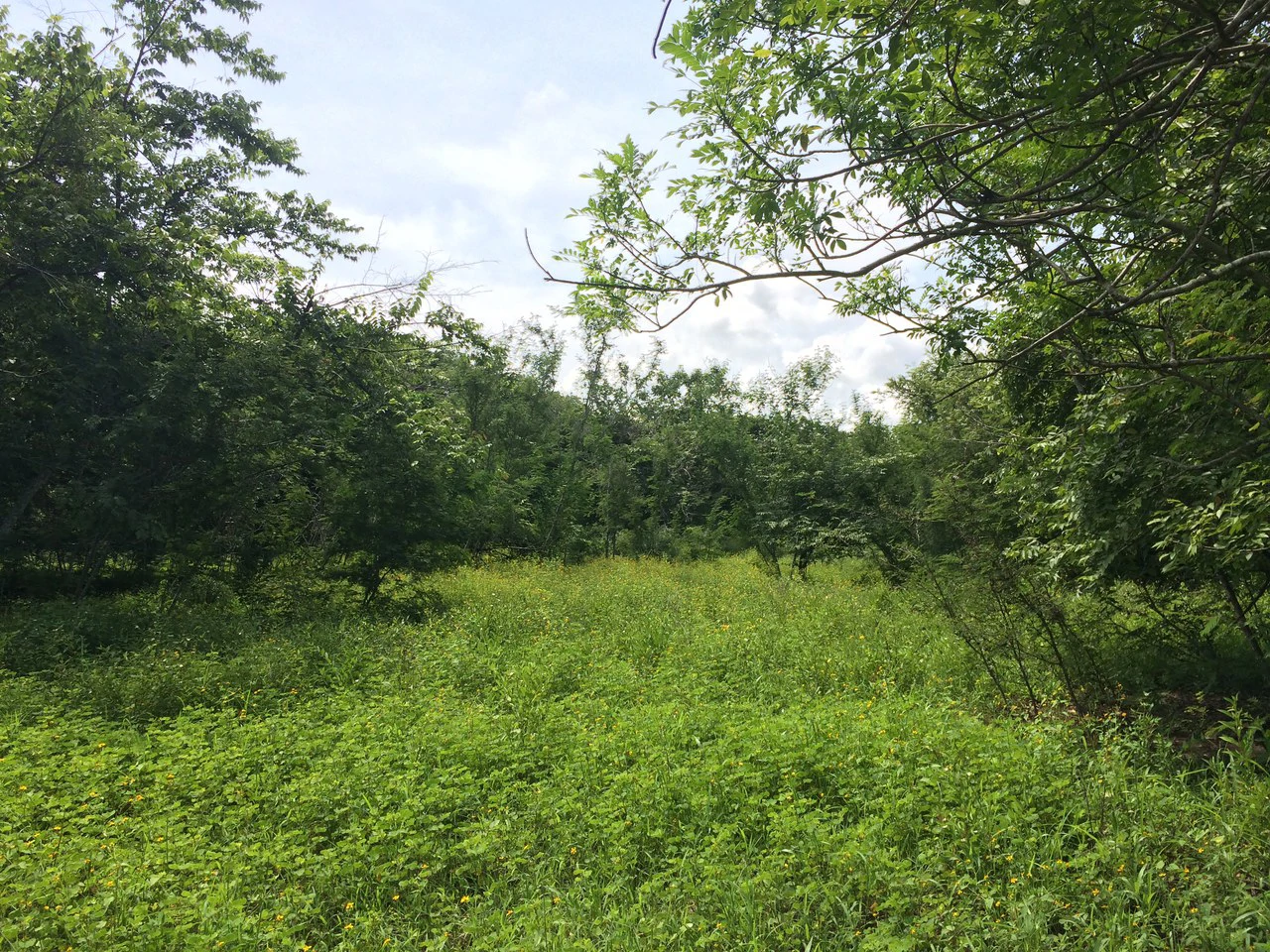 Commercial Airport Property for Sale in Liberia, Guanacaste Prime Frontage on Route #21 - Gallery image 4