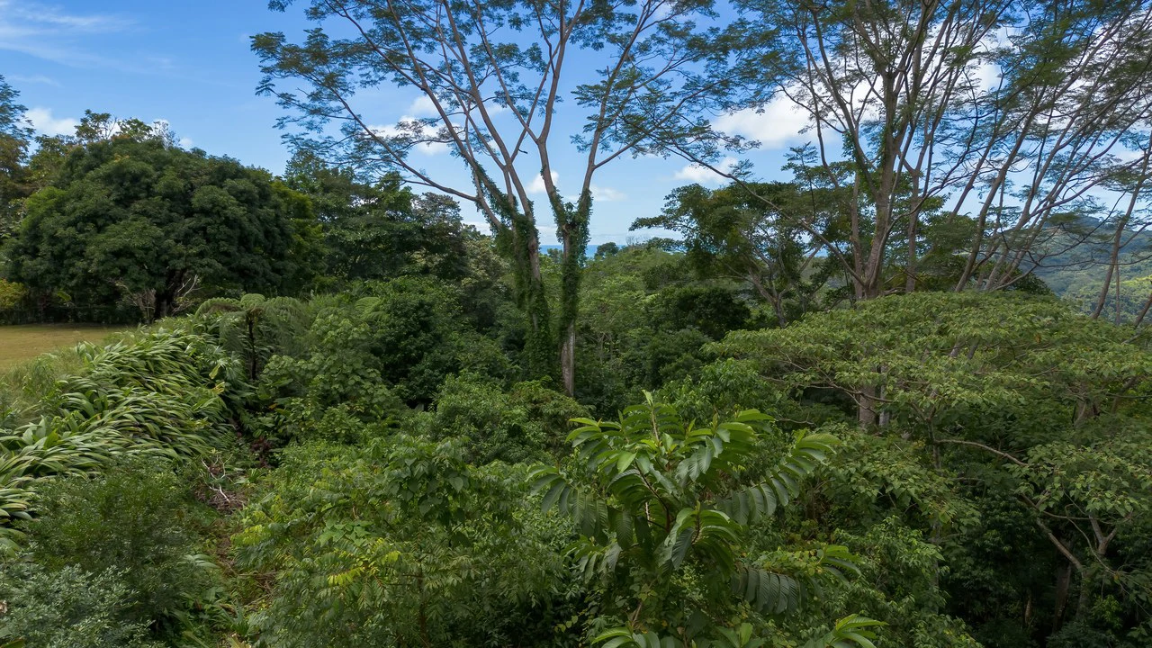 Build-Ready Ocean View Land with Guest House & Fruit Orchard | Tres Rios, Costa Rica - Gallery image 12